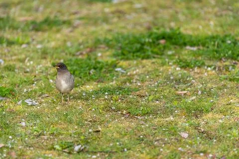 Pale thrush is thinking Stock Photos