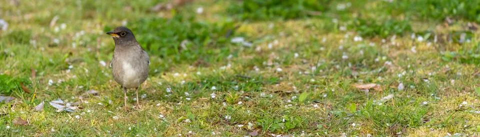 Pale thrush is thinking Stock Photos