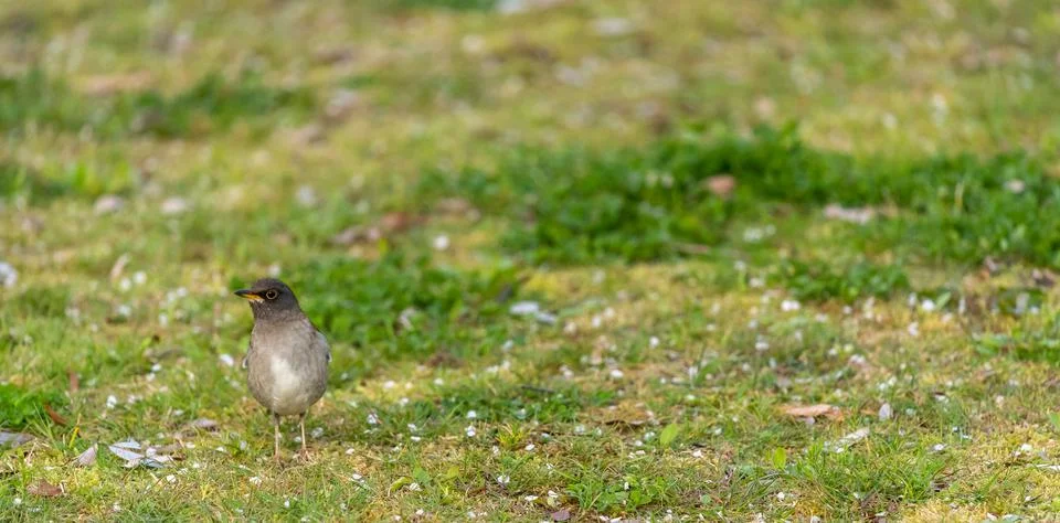 Pale thrush is thinking Stock Photos