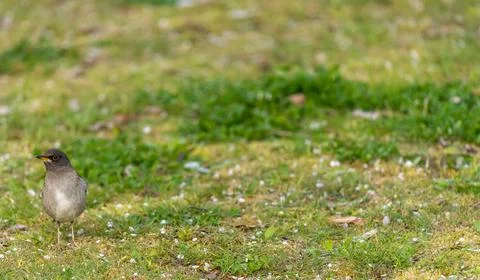 Pale thrush is thinking Stock-Fotos