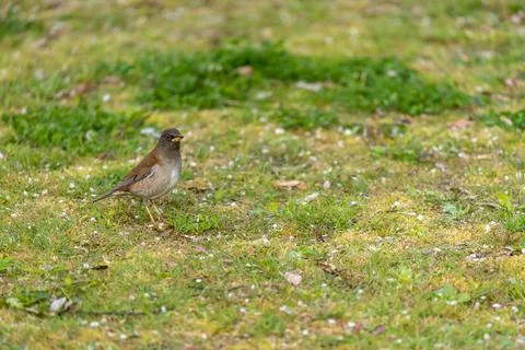 Pale thrush is walking Stock-Fotos