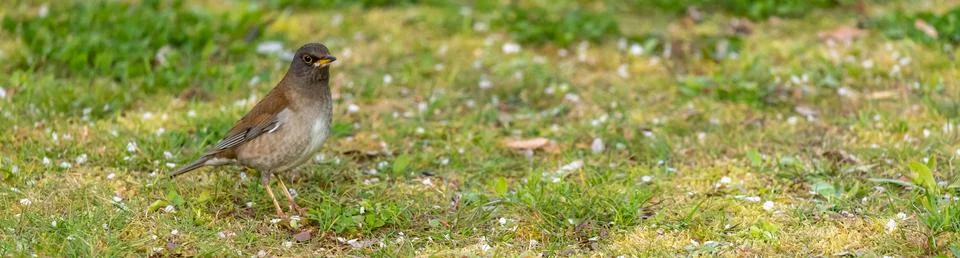Pale thrush is walking Stock Photos