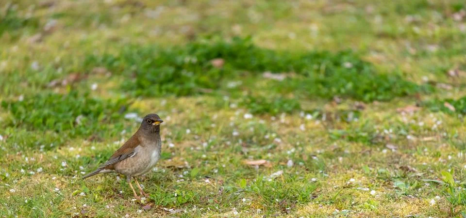 Pale thrush is walking Stock Photos