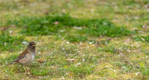 Pale thrush is walking. Stock-Fotos