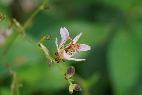 Pale Toad Lily Flower Close Up Delicate Bloom Detail Stock Photos