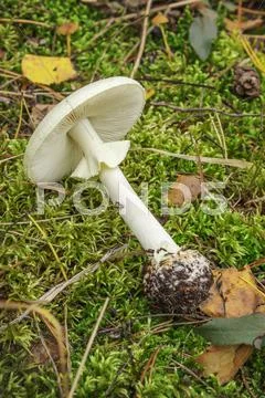 Pale toadstool (Amanita falloides) growing in summer and autumn Stock Photos