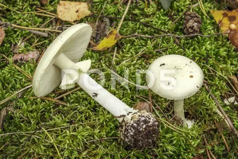 Pale toadstool (Amanita falloides) Stock Photos
