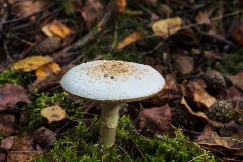 Pale toadstool in autumn forest Stock Photos