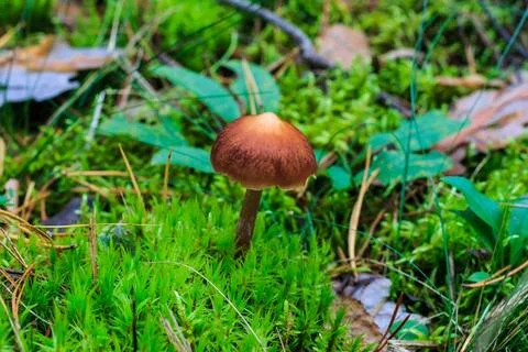 Pale toadstool in autumn forest Stock Photos