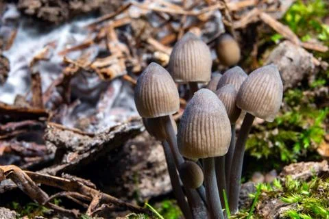 Pale toadstools in the forest on a stump covered with moss Stock Photos