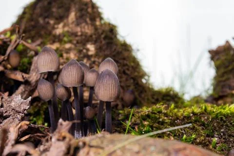 Pale toadstools in the forest on a stump covered with moss Stock Photos
