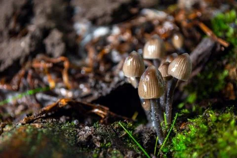Pale toadstools in the forest on a stump covered with moss Stock Photos