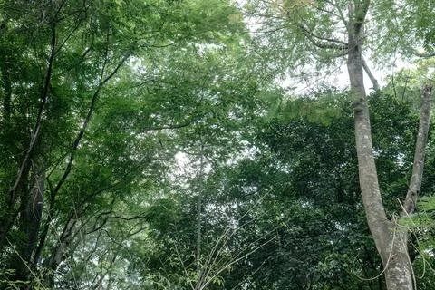 Pale trunk and mixed canopy in dense tropical forest Stock Photos