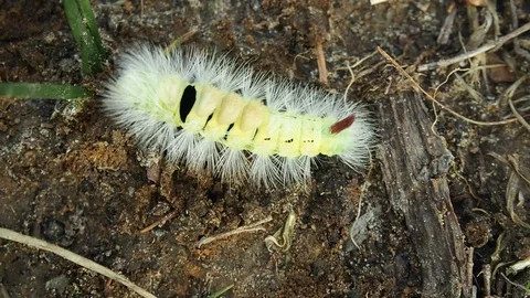 Pale tussock moth caterpillar walking on the ground Stock Footage 98748200