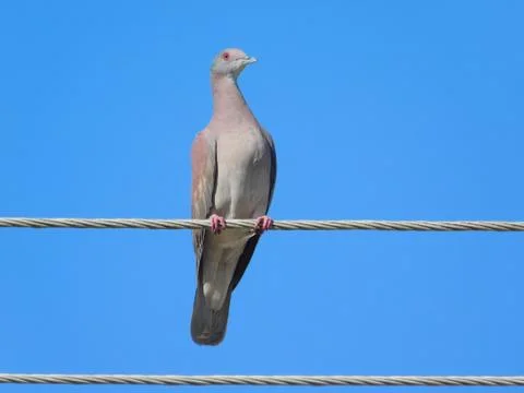 Pale Vented Pigeon Stock Photos