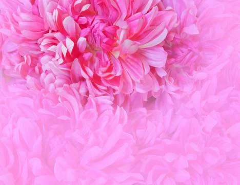 Pale violet colored fake chrysanthemums closeup, blurred space for text Stock Photos
