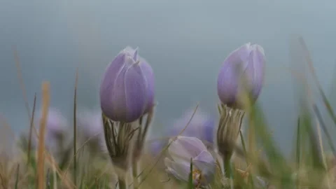 Pale violet colored prairie crocuses moving in a light wind with a pastel blue Stock Footage 307868166
