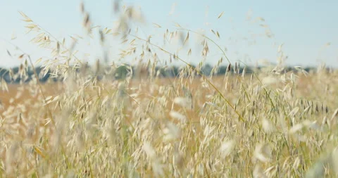 Pale wild oat seed heads sway over a dry grass field by distant trees, 8K Stock Footage 339236086