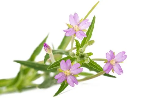 Pale willowherb Stock Photos