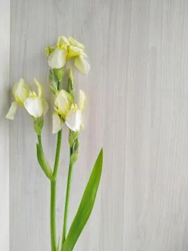 Pale yellow iris on a background of light wood Stock Photos