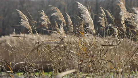 Pale yellow reeds on the lake sway slowly in the wind, swaying. Stock Footage 166318696