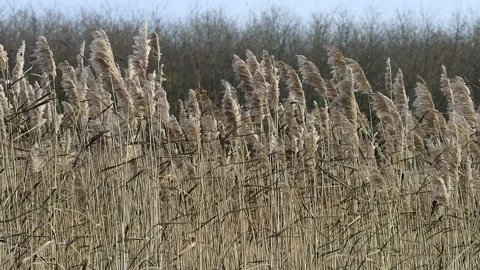 Pale yellow reeds on the lake sway slowly in the wind, swaying Stock-Footage 166319624