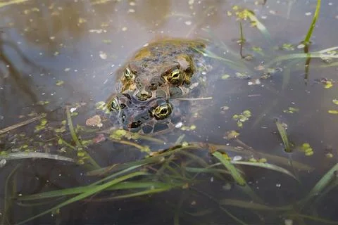 Palearctic green toads Stock Photos