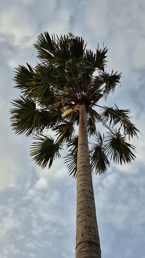 Palem kipas Stock Footage 328058090