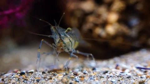 Palemon elegans feeding Stock Footage 122847809