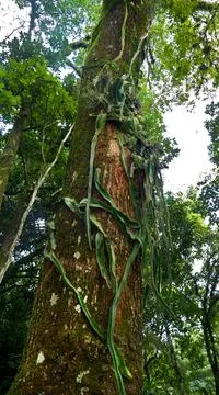 Palenque_Tree Stockfoto's