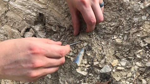 Paleontologist Digging Around Large Fossil Tooth Stock Footage