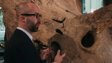 Paleontologist explaining the triceratops dinosaur skull fossil Video stock 343319205