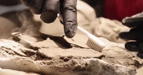 A paleontologist preparing a fossil specimens Stock Footage 196848377