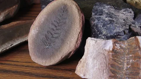 Paleontologist studying  prehistoric life forms, zoom in and out on fossils Stock Footage 71348683
