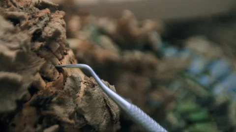 Paleontologist using tool for fossil excavation Stock Footage 336752095
