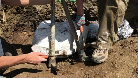 Paleontologists Removing a Field Jacket Video stock 142622578