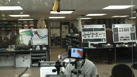 Paleontology lab scientists at work Stock Footage 153880634