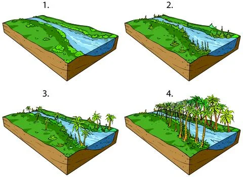 Paleozoic Vegetation Stages Stock Illustration