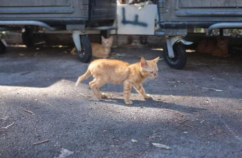 Palermo Mountain Stray Foto stock