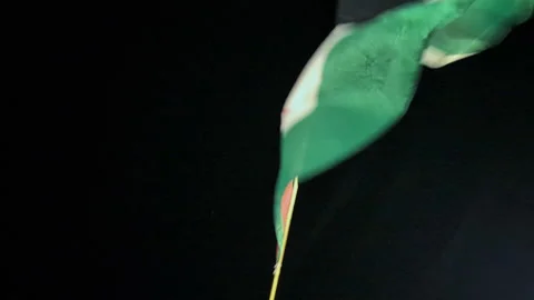 Palestine flag in the sky Stock Footage 316384286