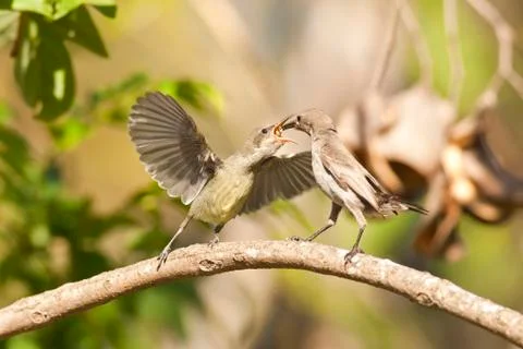 Palestine Sunbird Cinnyris oseus Stock Photos