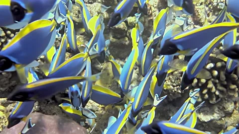 Palette Surgeonfish Glide Gracefully Through Vibrant Coral Reef Waters Stock Footage 341065468