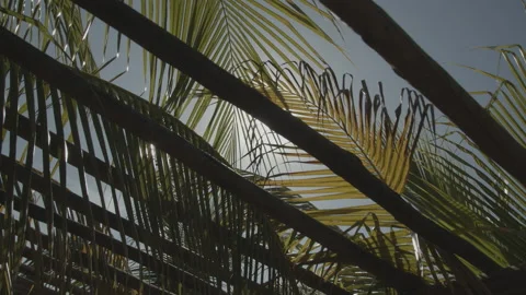 Palhas de coqueiro folhas com flare de sol ao fundo com brilho Stock Footage 169029580