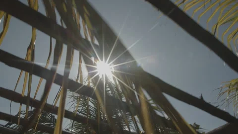 Palhas de coqueiro folhas com flare de sol ao fundo com brilho Stock Footage 169029602