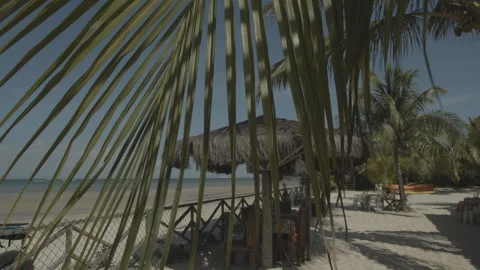 Palhas de coqueiro folhas com flare de sol ao fundo com brilho 動画素材 169029657