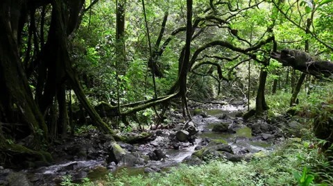 Palikea Stream in Haleakala Stock Footage 38832380