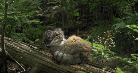Pallas cat Stock Footage 172540026