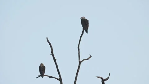 Pallas' fish eagles perched on a thin dry tree in Tadoba national park Vídeos de archivo 333676244