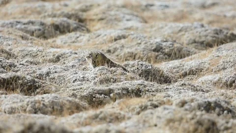 Pallas's Cat from Ladakh 스톡 동영상 336198765