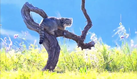 Pallass cat perched on a weathered tree branch in a wild meadow Stock-Footage 335113632